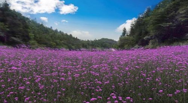 花千谷生态旅游景区