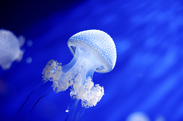 热那亚水族馆第 2 张图片