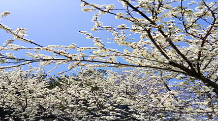 九重花岭景区第 31 张图片