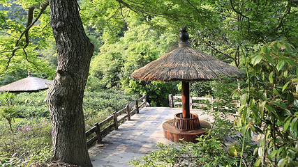 雁南飞茶田景区-桥溪古韵第 14 张图片