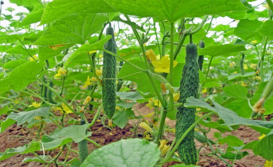 灵峰牧谷农场第 15 张图片