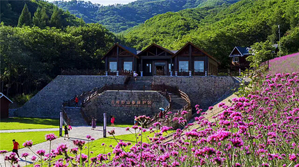 云岭野山参风景区第 8 张图片