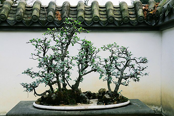 百花潭公园第 20 张图片
