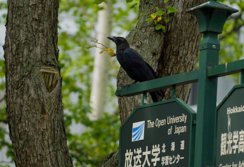北海道大学第 35 张图片