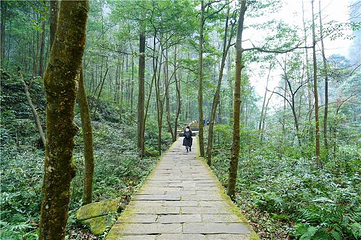 金鞭溪峡谷第 34 张图片