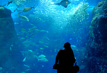 新江之岛水族馆第 23 张图片