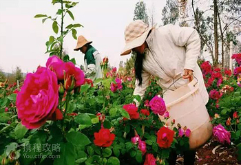 田馨玫瑰园第 2 张图片