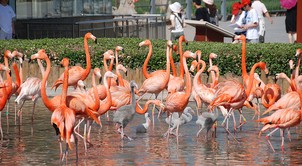 石家庄市动物园