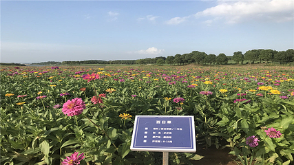 伏热花海庄园第 47 张图片