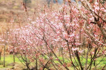 明月山花海原居第 31 张图片