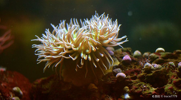 卡布里洛水族馆