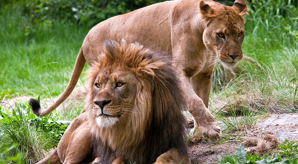 布朗克斯动物园