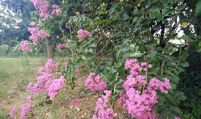 雍景山庄第 13 张图片