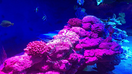 海龟自然保护区第 11 张图片