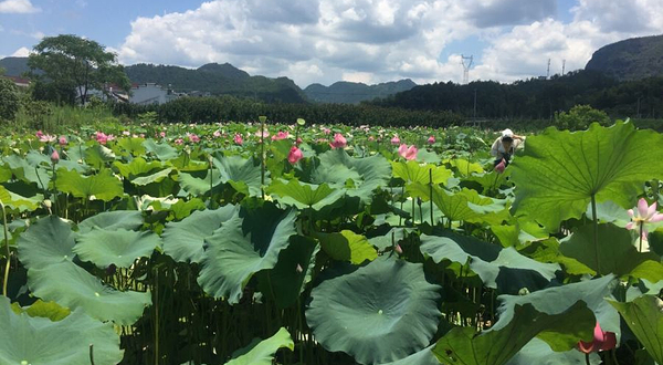 神仙居莲荷文化园
