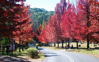 Mt Oberon Summit Walk