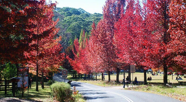 Mt Oberon Summit Walk
