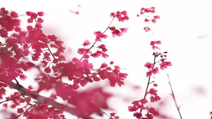 温州樱花园第 14 张图片