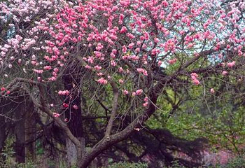 花溪公园第 18 张图片