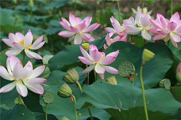 九龙湾花星球第 41 张图片