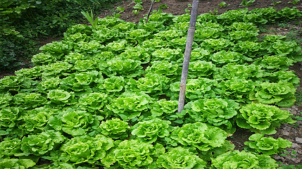老鹰营地第 6 张图片