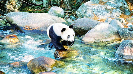 佛坪熊猫谷旅游区第 4 张图片