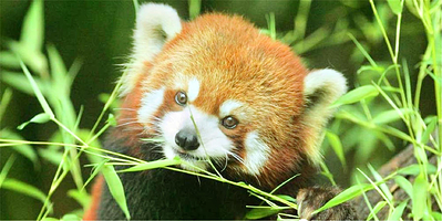 苏海森林动物世界