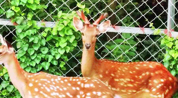 浠水县鱼一跳动物园(动植物科普基地)