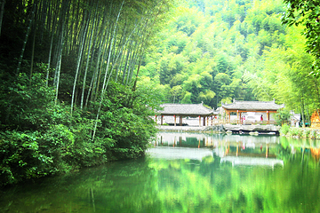 木坑竹海第 15 张图片