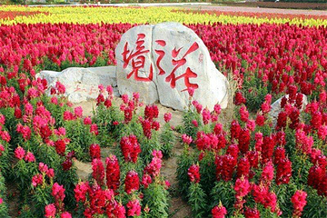 同心花海第 17 张图片