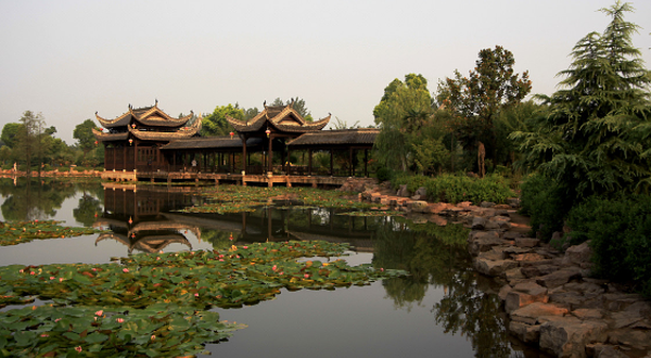 铜陵永泉农庄度假村-茶园