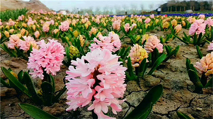 芜湖六郎湿地花海第 22 张图片