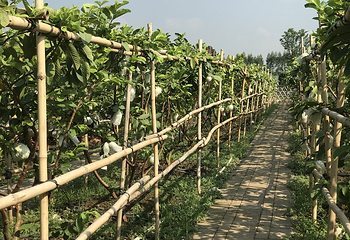 迪茵湖第 111 张图片