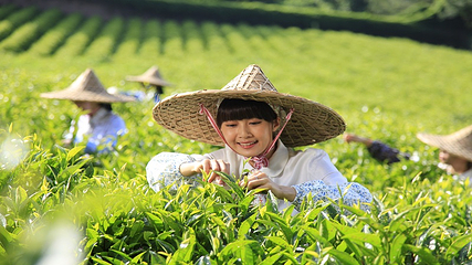 雁南飞茶田景区第 24 张图片