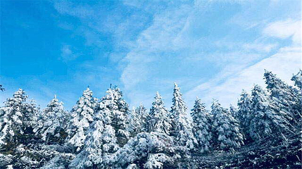 雷山丛林国际牡丹园第 12 张图片