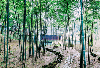 岳麓山第 28 张图片
