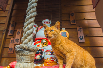 猴硐猫村第 9 张图片