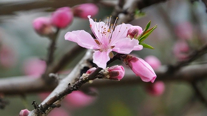 无锡阳山桃花源景区第 5 张图片