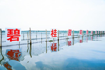 阳澄湖第 44 张图片