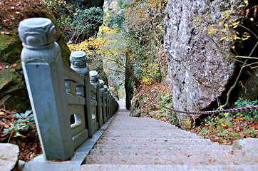 大树王景区第 6 张图片