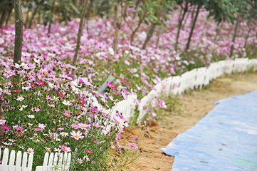 云梯山花海第 5 张图片