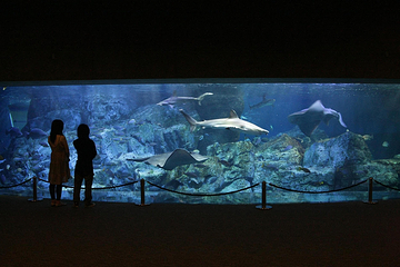 大分海之卵水族馆第 17 张图片