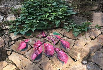 七彩官畲第 149 张图片
