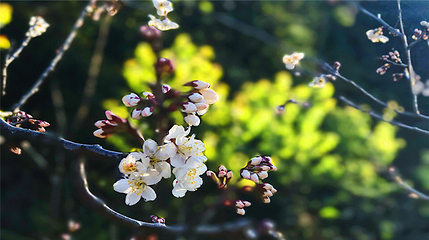上房园艺·梦花源第 22 张图片