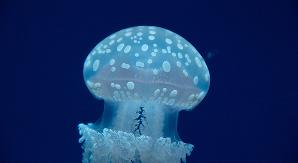 莱利大烟山水族馆