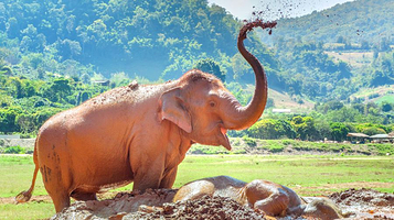 大象自然保护公园