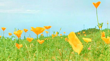 卧龙湾花花世界第 1 张图片