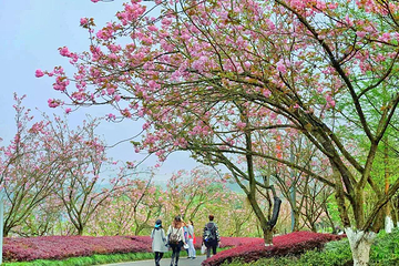 重庆园博园第 29 张图片