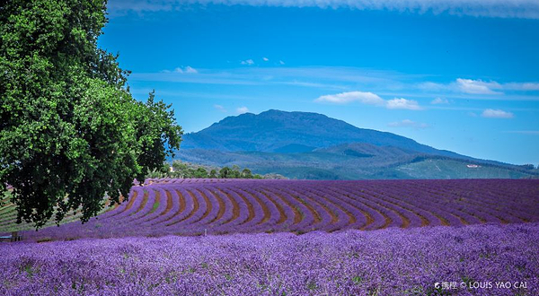 飘丝薰衣草庄园