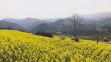 桐兴生态观光园